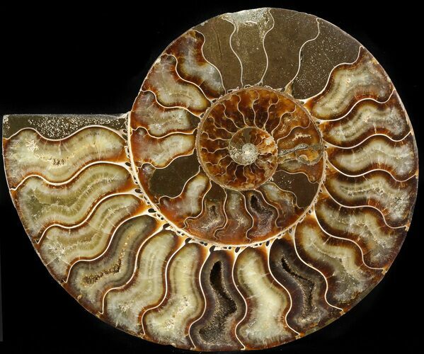 Cut Ammonite Fossil (Half) - Agatized #42523